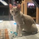 Gooseberry, Adoptable, Kitten Male Domestic Short Hair.
