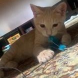 Gooseberry, a Adoptable Domestic Short Hair in Pickering, ON image 2/6