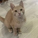 Gooseberry, a Adoptable Domestic Short Hair in Pickering, ON image 3/6