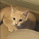 Gooseberry, a Adoptable Domestic Short Hair in Pickering, ON image 5/6