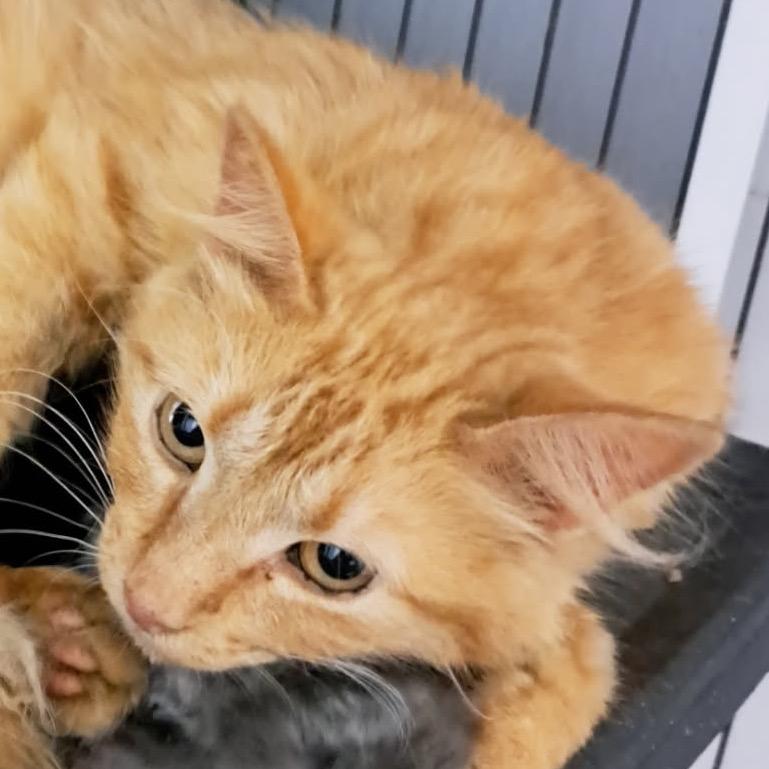 Enlarge Margie, a Adoptable Domestic Long Hair in Green Forest, AR image 1/1