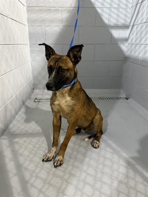 JACK, Adoptable, Young Male Belgian Shepherd / Malinois & Mixed Breed.