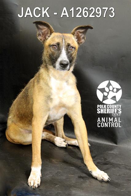 JACK, Adoptable, Young Male Belgian Shepherd / Malinois & Mixed Breed.