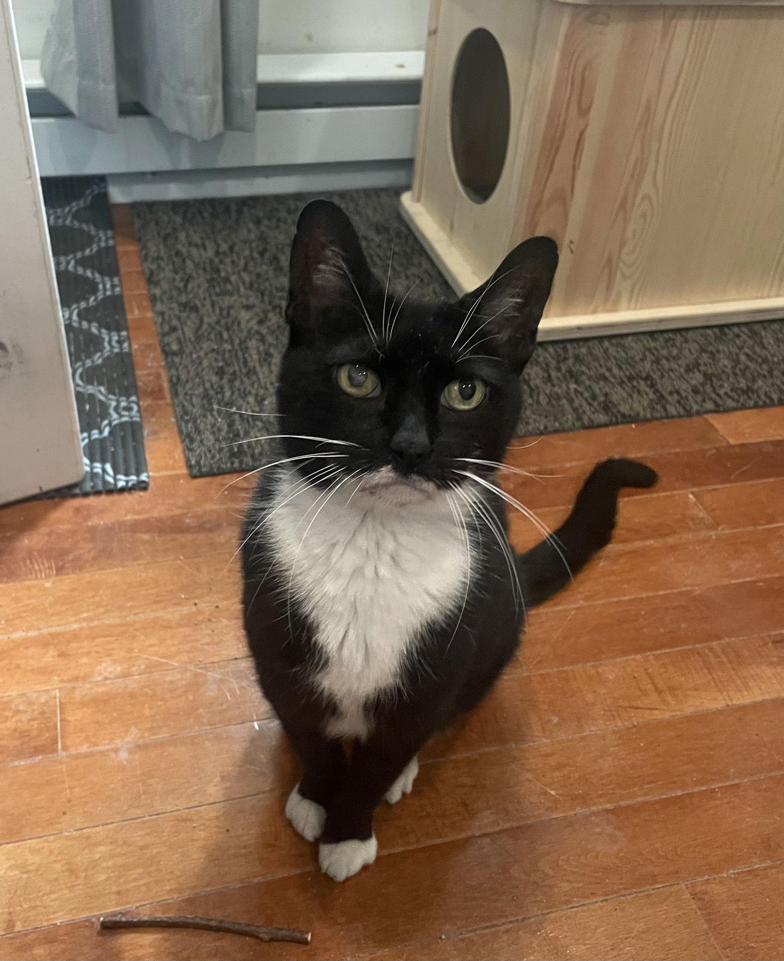 Sassy, a Adopted Domestic Short Hair in Stewartsville, NJ image 2/3