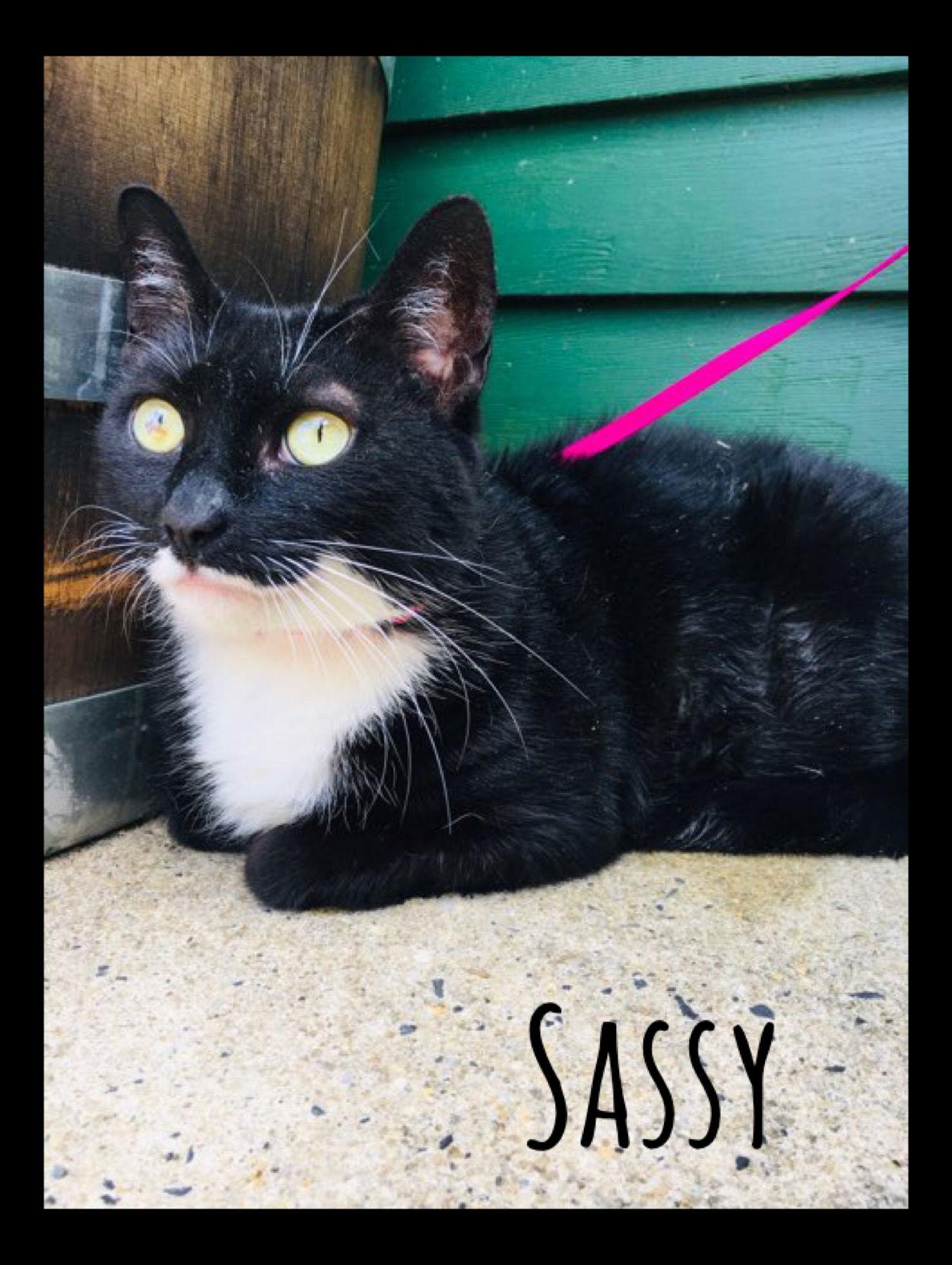 Sassy, a Adopted Domestic Short Hair in Stewartsville, NJ image 3/3