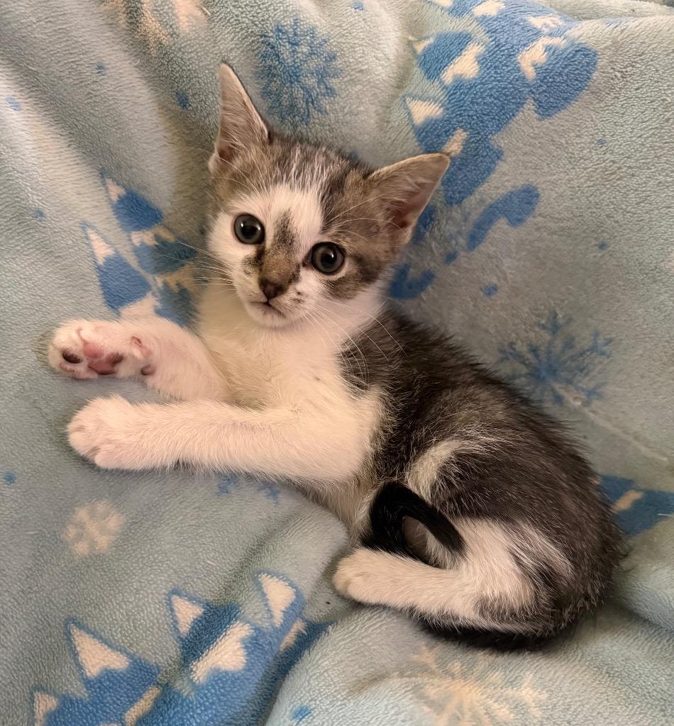 Alpha, Adoptable, Kitten Male Domestic Short Hair.