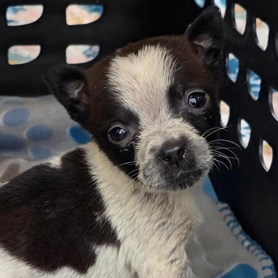 Boo Kart - Local pup — thumbnail 2