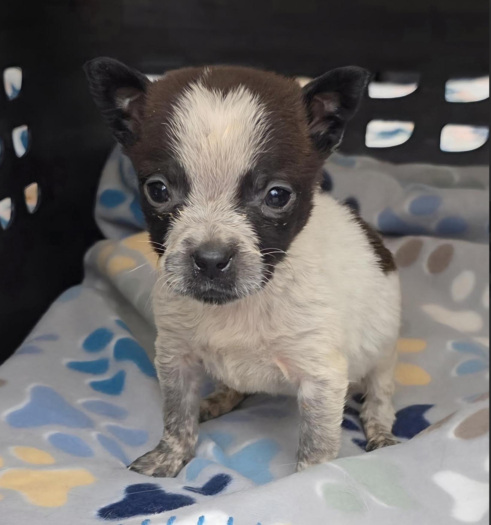 Boo Kart - Local pup — thumbnail 3