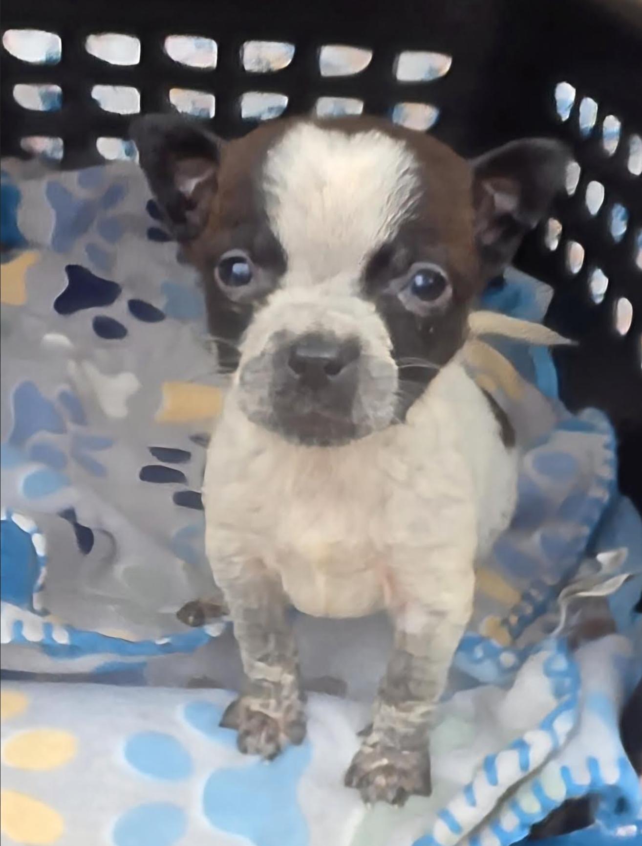 Boo Kart - Local pup — thumbnail 5