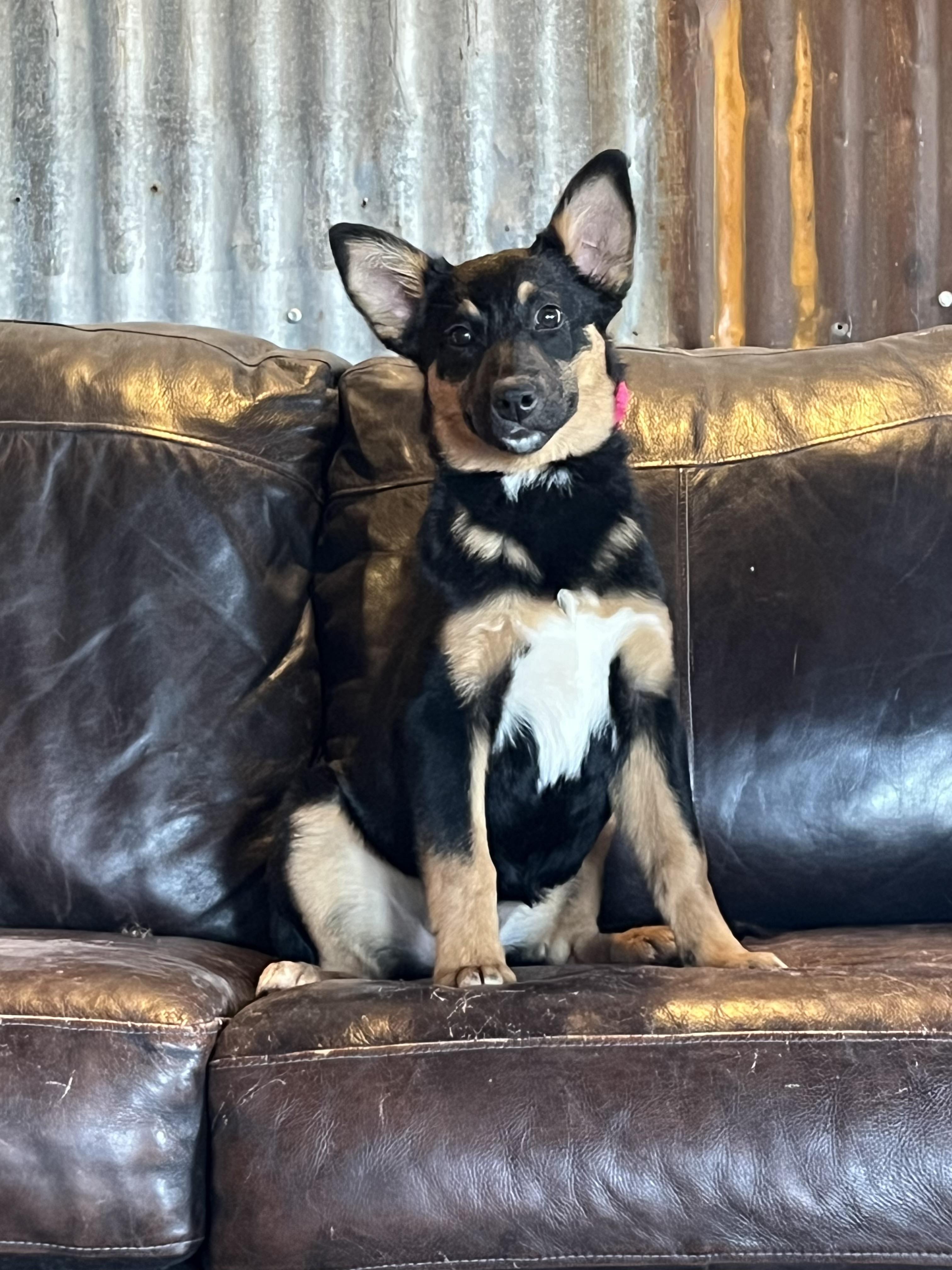 Enlarge Amelia, a Adoptable mixed breed in Portland, OR image 4/4