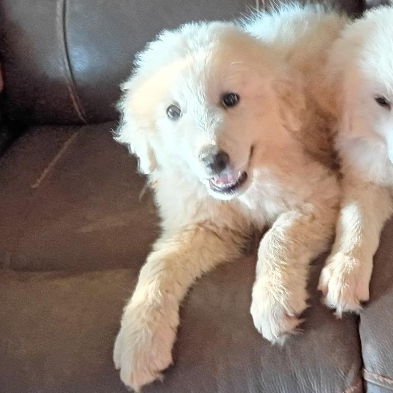 PEARL (GPP3), Adopted, Puppy Female Great Pyrenees.
