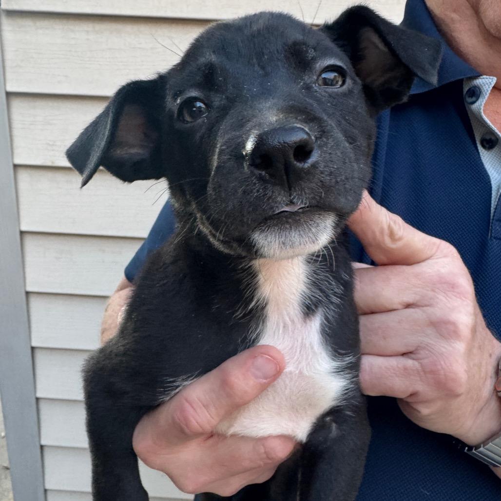 Crumb Cake, Adoptable, Puppy Female Mixed Breed.