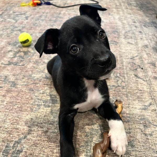 Enlarge Crumb Cake, a Adoptable Mixed Breed in Waco, TX image 2/2