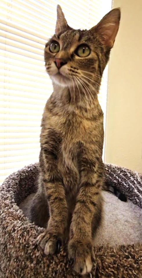 Monroe, ADOPTABLE, Young Female Domestic Short Hair.