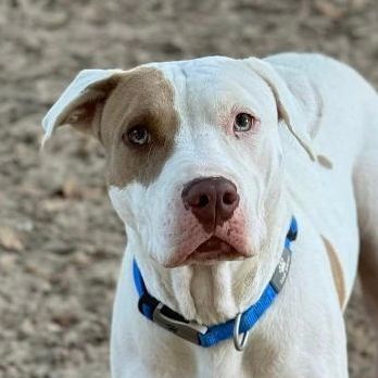 Tulip, a Adoptable mixed breed in Navarre, FL image 4/4