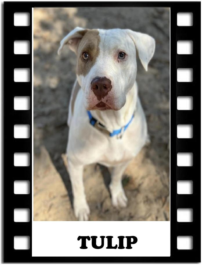 Tulip, Adoptable, Adult Female American Staffordshire Terrier.