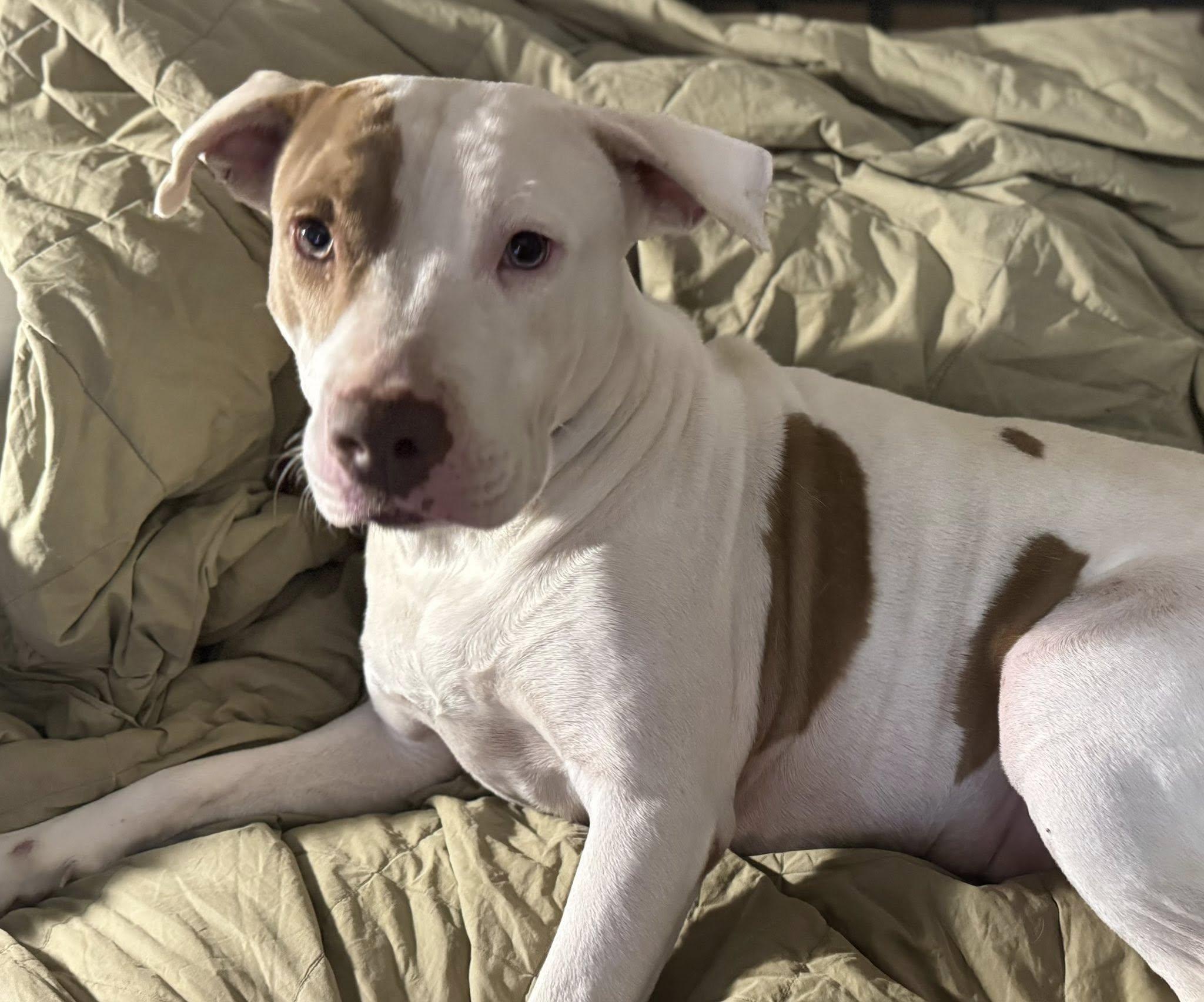 Tulip, a Adoptable mixed breed in Navarre, FL image 2/4