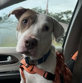 Tulip, a Adoptable mixed breed in Navarre, FL image 3/4