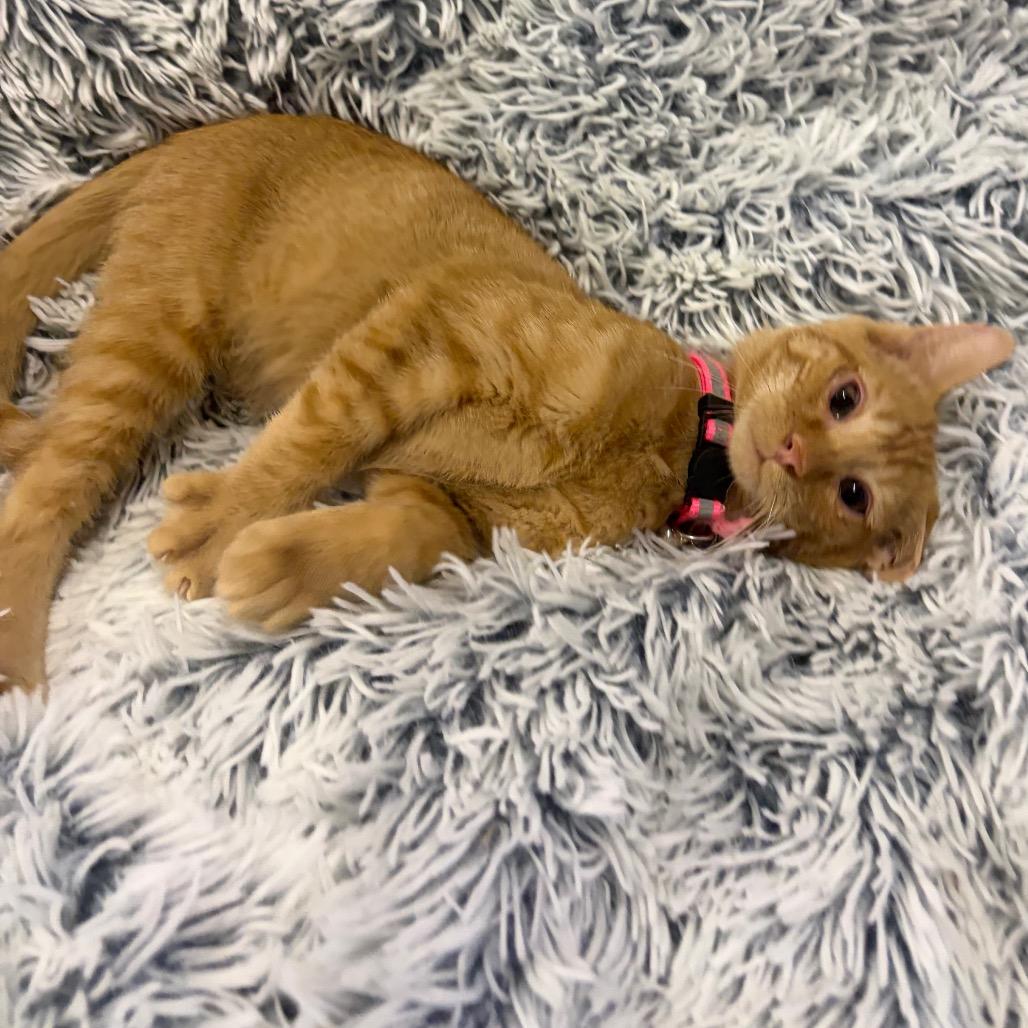 Zazu, a Adoptable American Shorthair in Mocksville, NC image 1/5