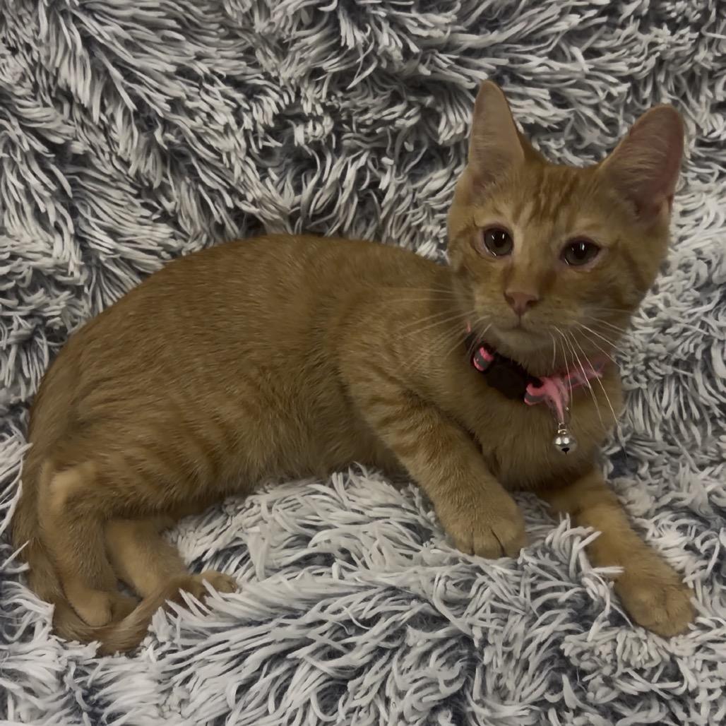 Zazu, a Adoptable American Shorthair in Mocksville, NC image 2/5