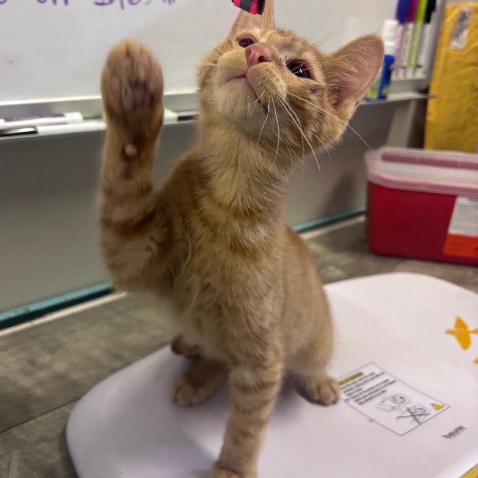 Zazu, a Adoptable American Shorthair in Mocksville, NC image 3/5