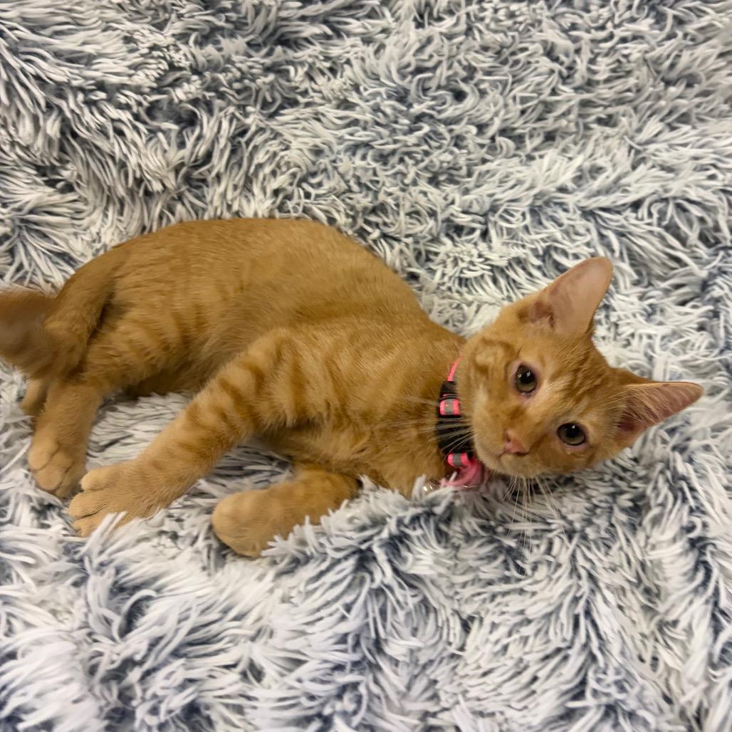 Zazu, a Adoptable American Shorthair in Mocksville, NC image 4/5