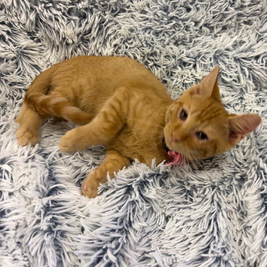 Zazu, a Adoptable American Shorthair in Mocksville, NC image 5/5