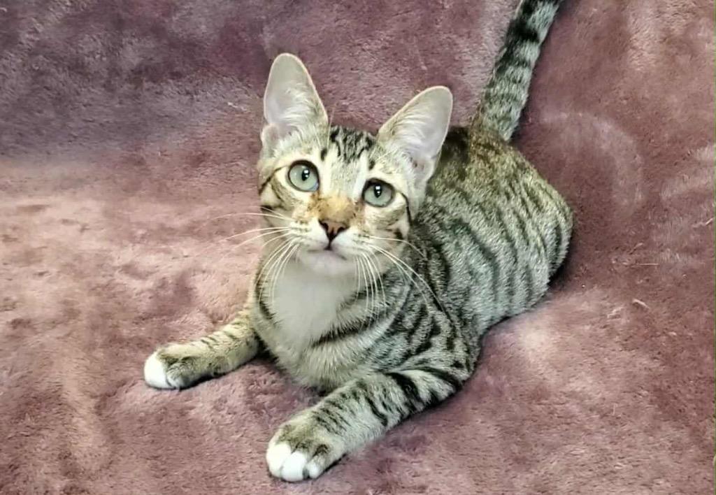 Enlarge Rosalina, a Adoptable Domestic Short Hair in Orlando, FL image 4/5