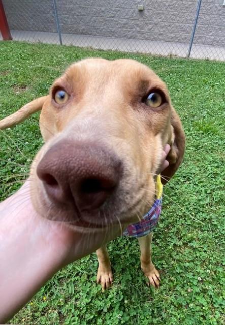 Lemon, a ADOPTABLE mixed breed in Fayetteville, AR image 1/6