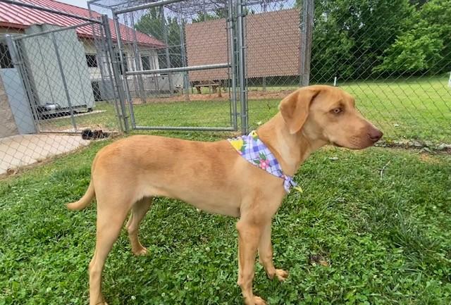 Lemon, a ADOPTABLE mixed breed in Fayetteville, AR image 6/6