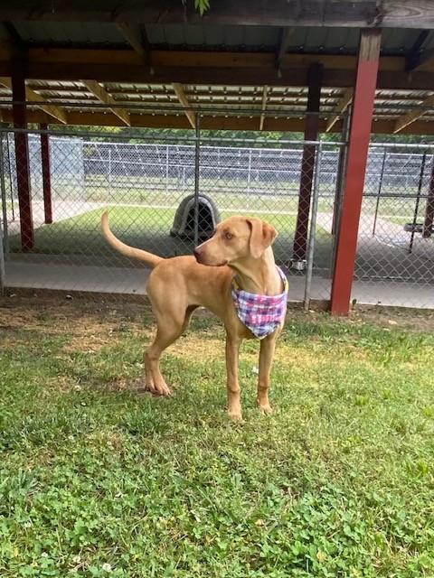 Lemon, a ADOPTABLE mixed breed in Fayetteville, AR image 3/6