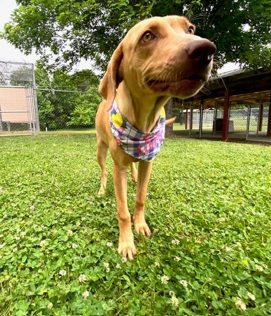 Lemon, a ADOPTABLE mixed breed in Fayetteville, AR image 5/6
