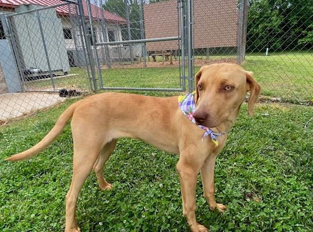 Lemon, a ADOPTABLE mixed breed in Fayetteville, AR image 2/6