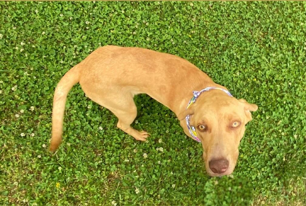 Lemon, a ADOPTABLE mixed breed in Fayetteville, AR image 4/6