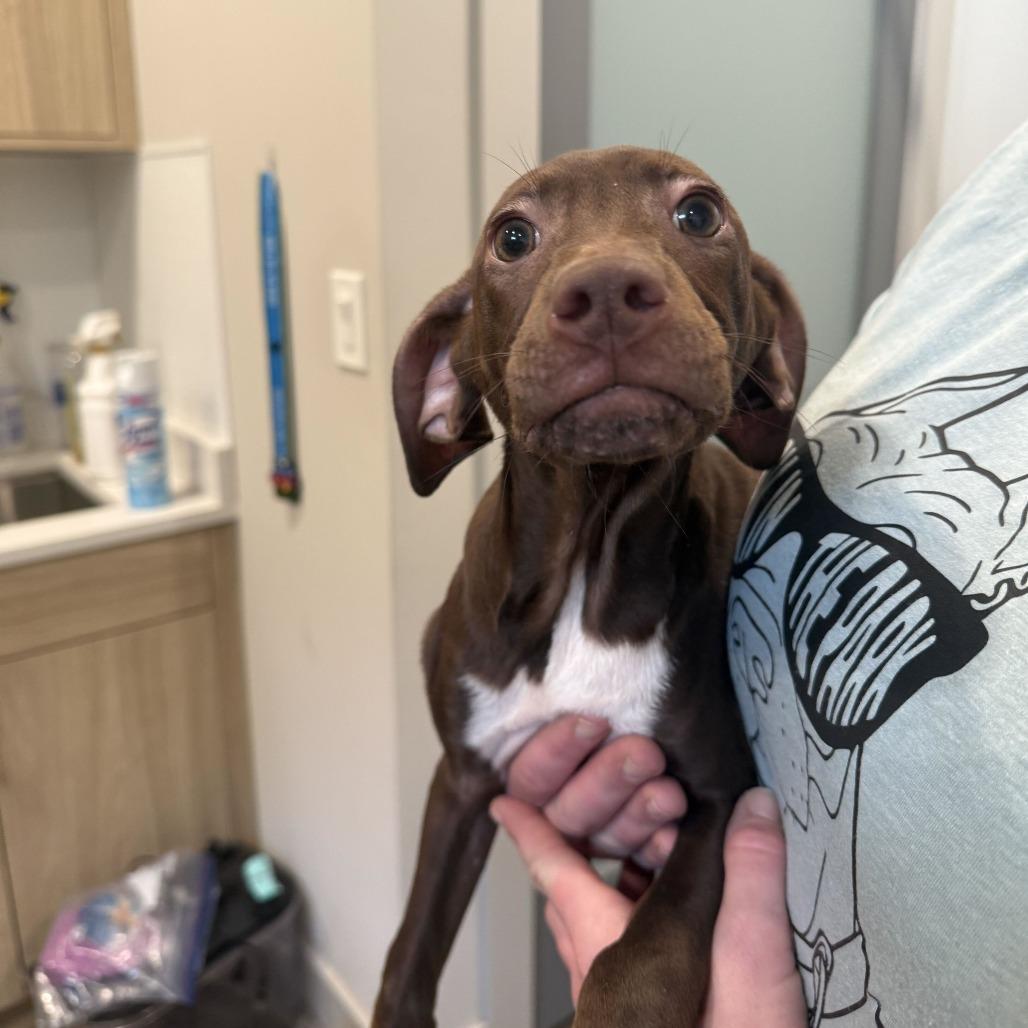 Enlarge Kung Fu, a Adoptable mixed breed in Louisville, KY image 2/4