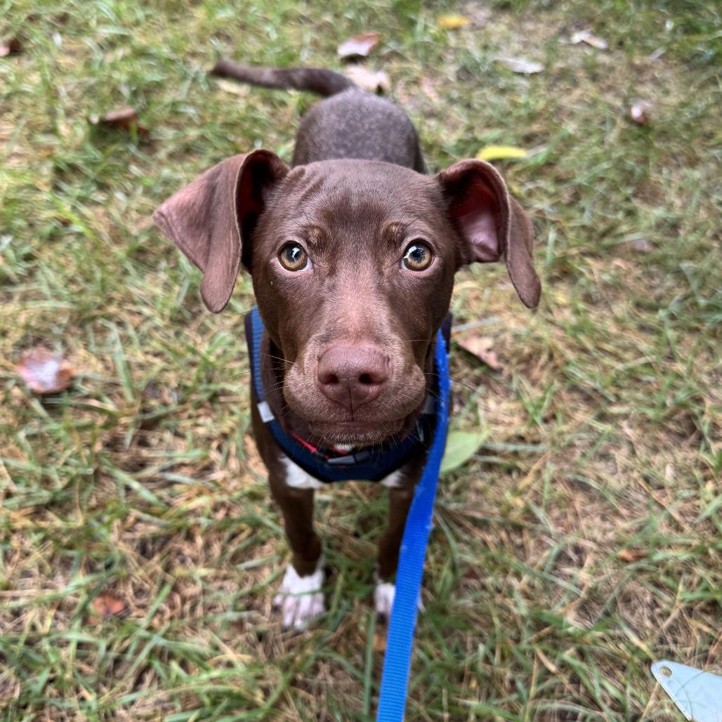 Enlarge Kung Fu, a Adoptable mixed breed in Louisville, KY image 3/4