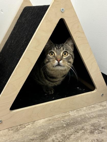 Anchovy, a Adoptable mixed breed in Fergus Falls, MN image 1/3