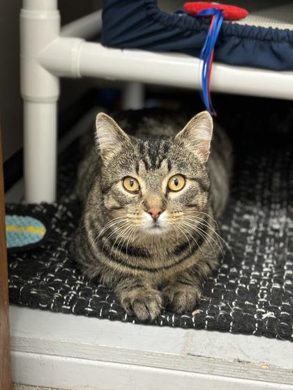 Anchovy, a Adoptable mixed breed in Fergus Falls, MN image 2/3