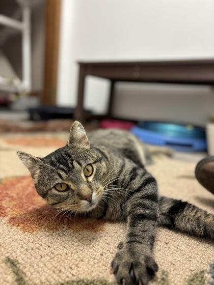 Anchovy, a Adoptable mixed breed in Fergus Falls, MN image 3/3