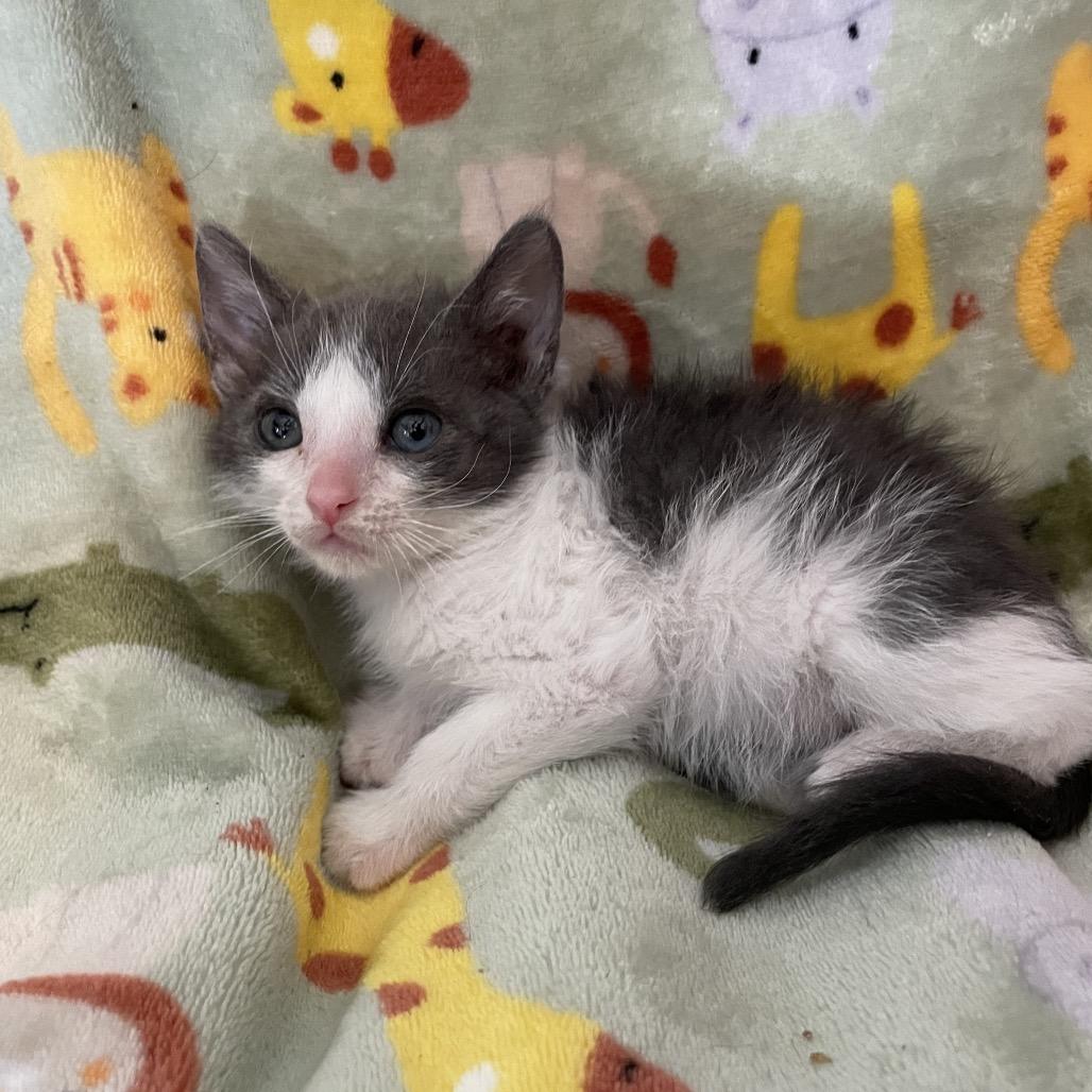 Binx, Adoptable, Kitten Male Domestic Short Hair.