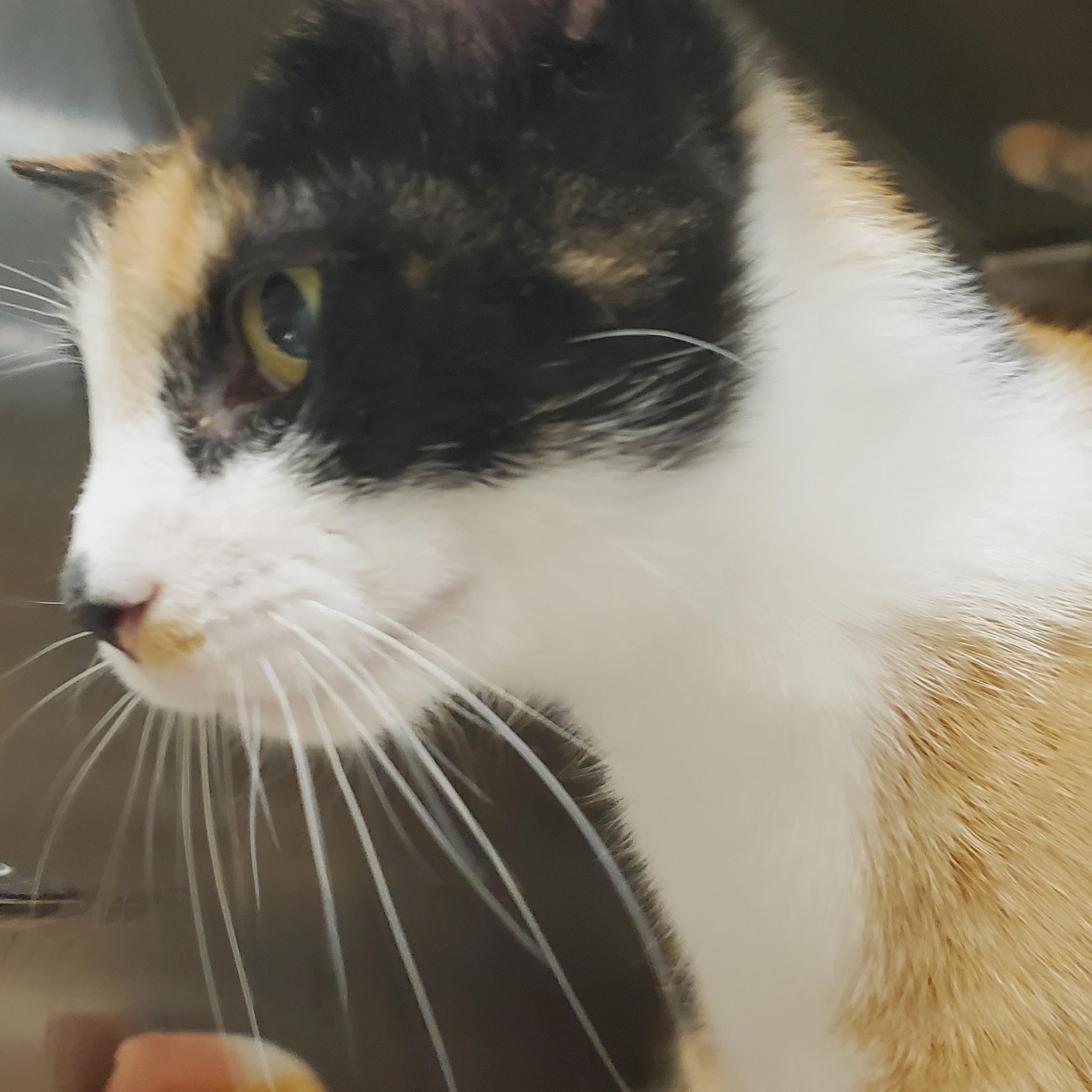 Reba, an adopted Calico in Muncie, IN image 1/4