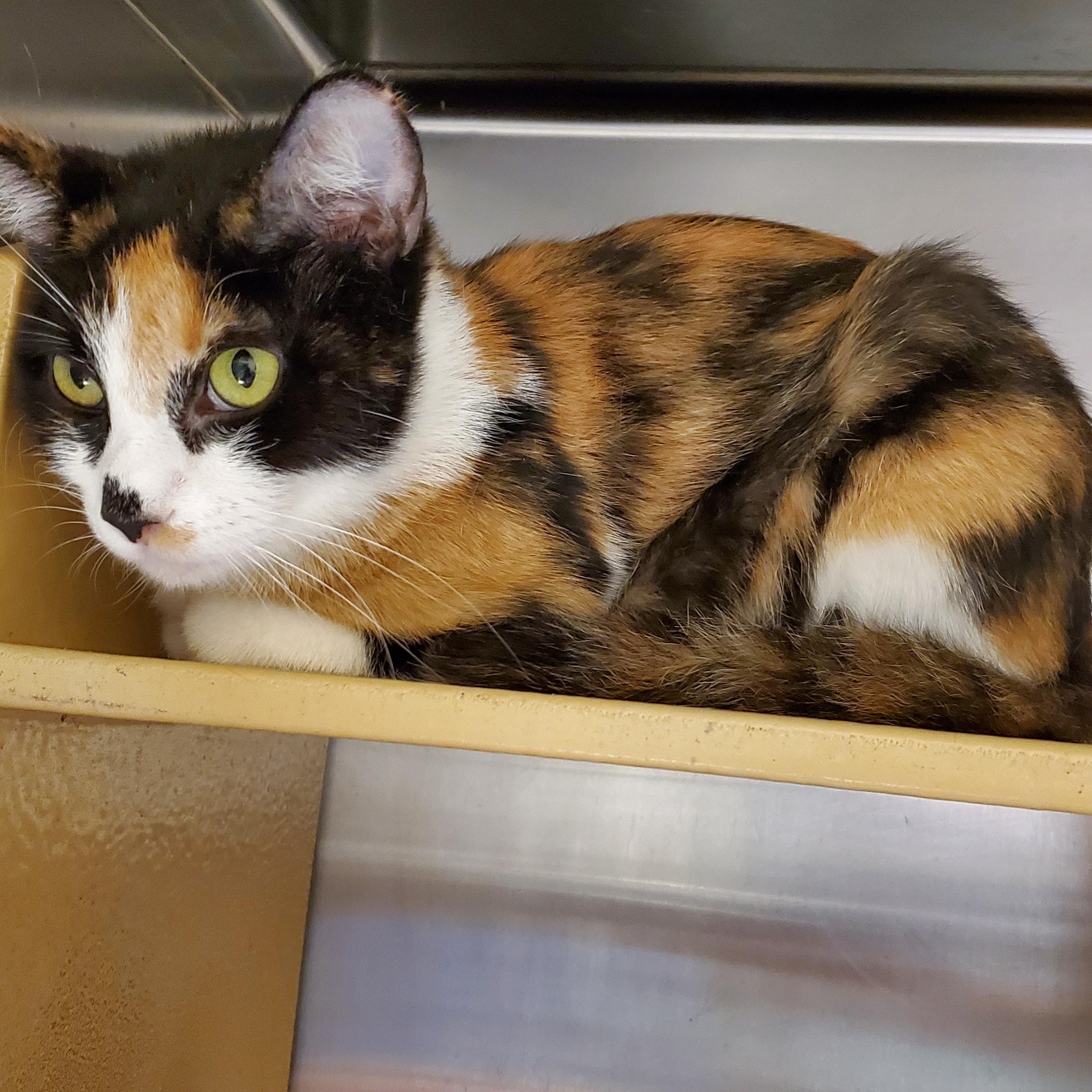 Enlarge Reba, a ADOPTABLE Calico in Muncie, IN image 2/3
