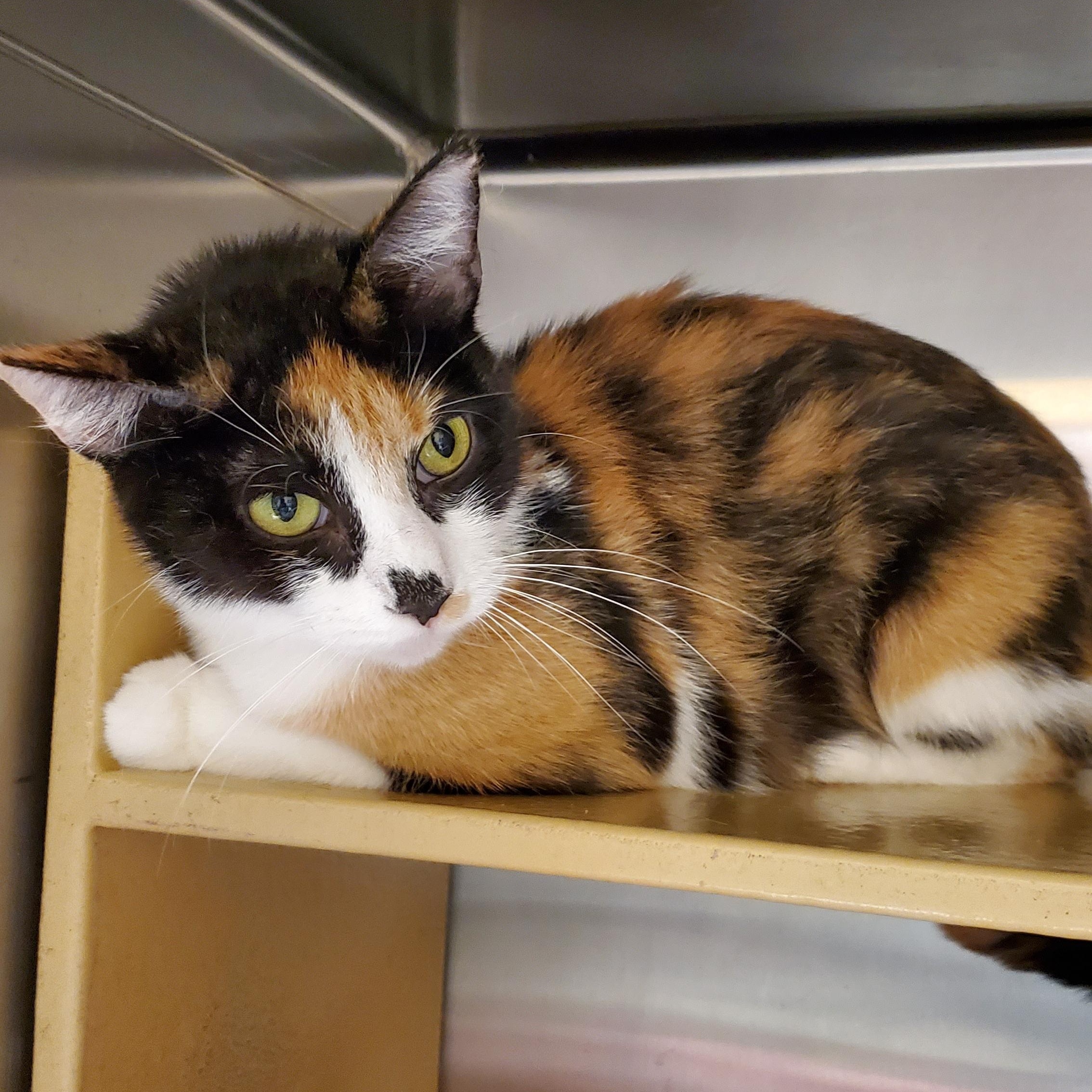 Reba, ADOPTABLE, Adult Female Calico.