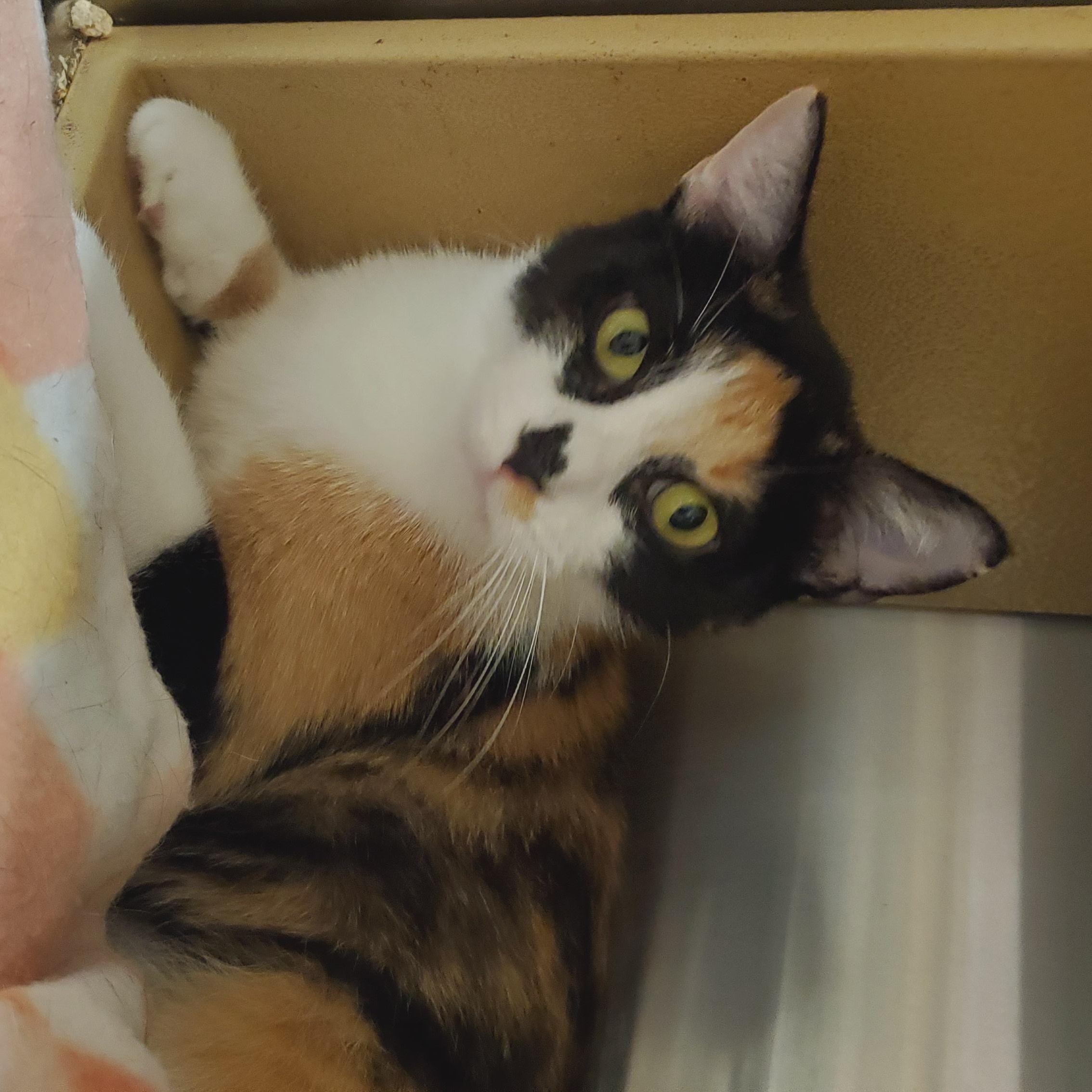 Reba, an adopted Calico in Muncie, IN image 3/4