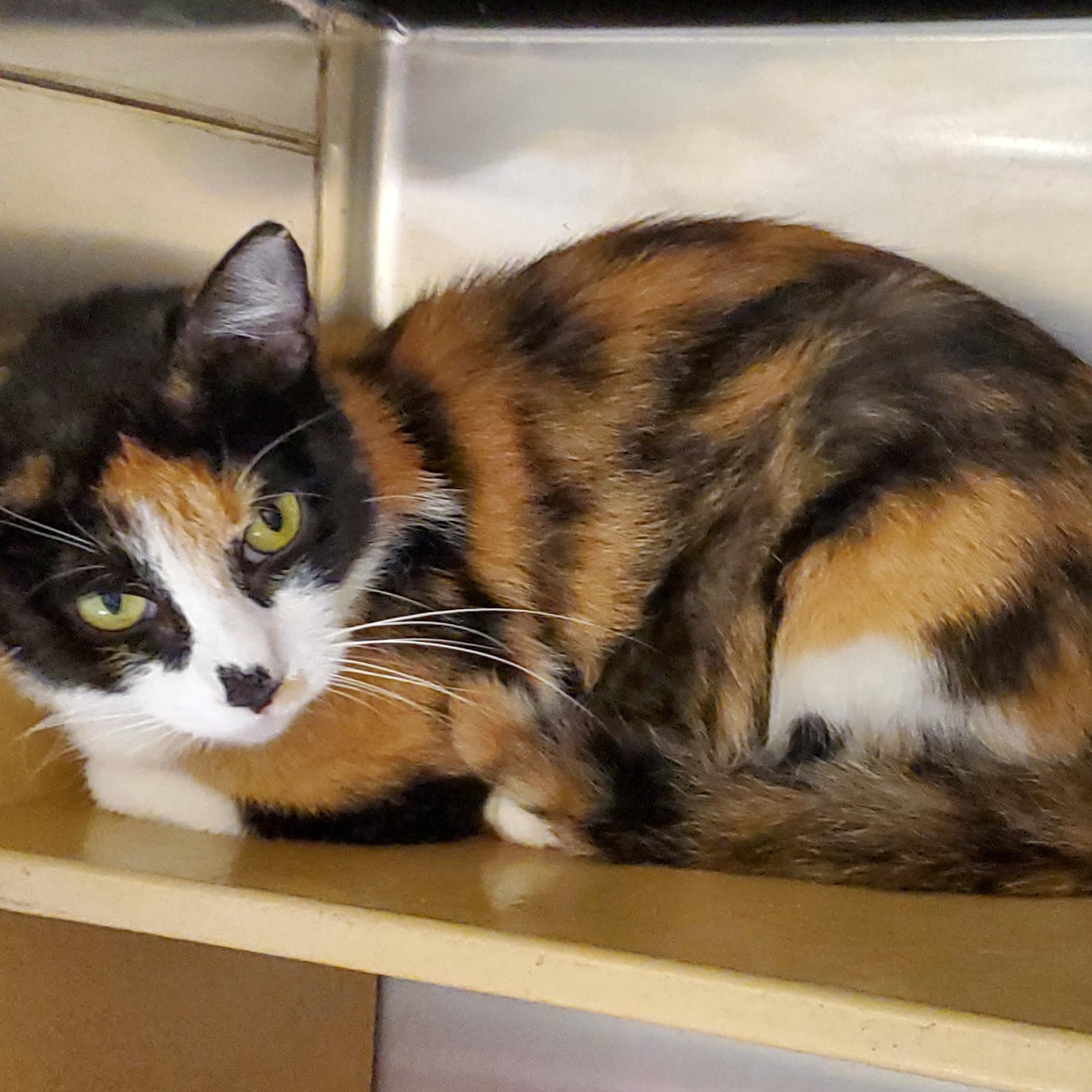 Enlarge Reba, a ADOPTABLE Calico in Muncie, IN image 3/3
