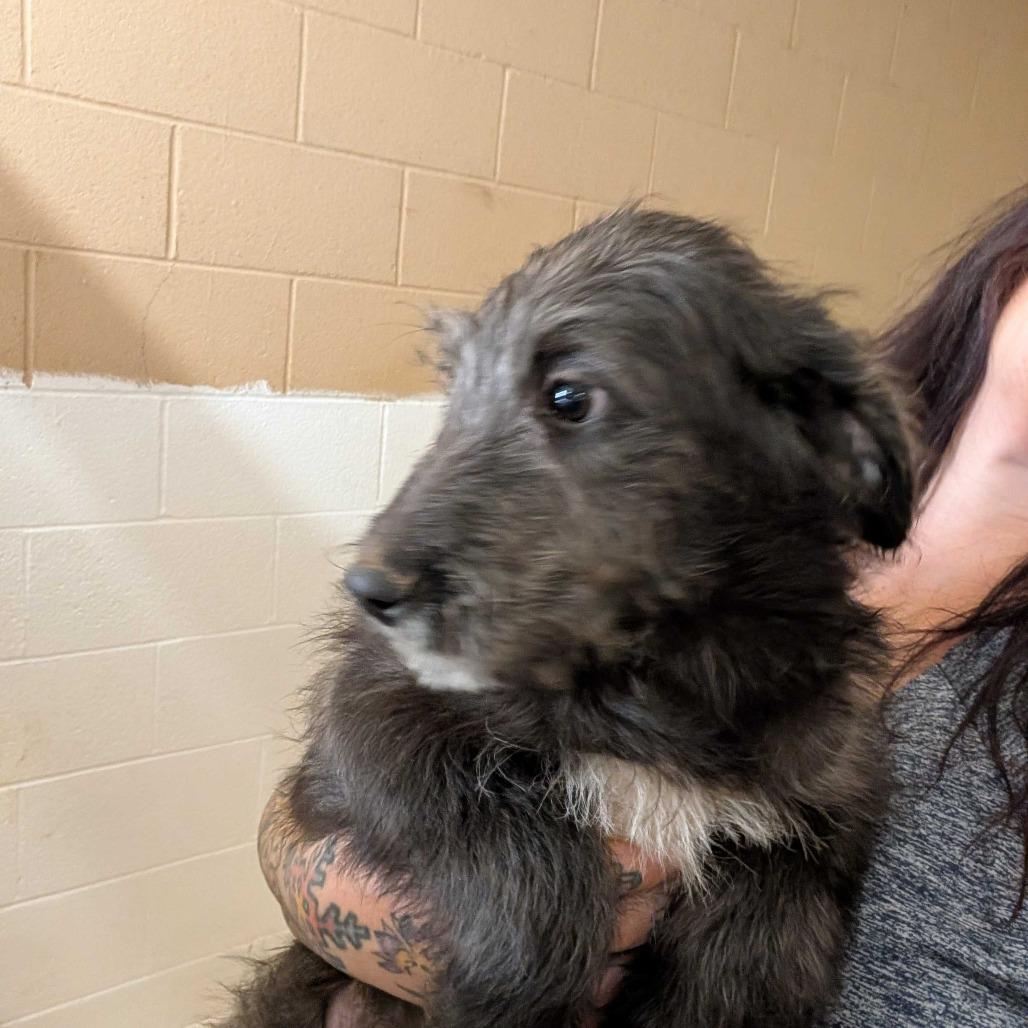 Portobello, Adoptable, Puppy Male Catahoula Leopard Dog.