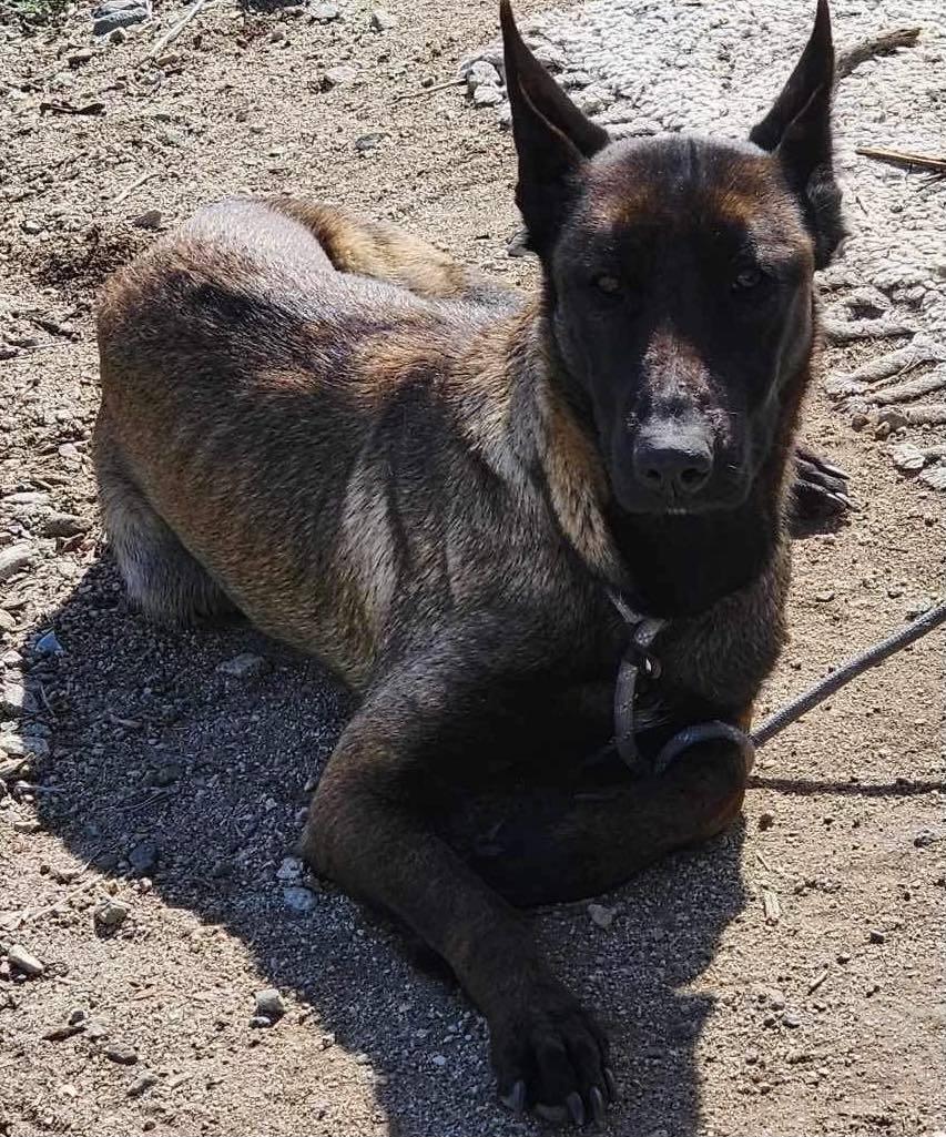 Enlarge Mocha, a Adoptable Belgian Shepherd / Malinois in Agua Dulce, CA image 4/5