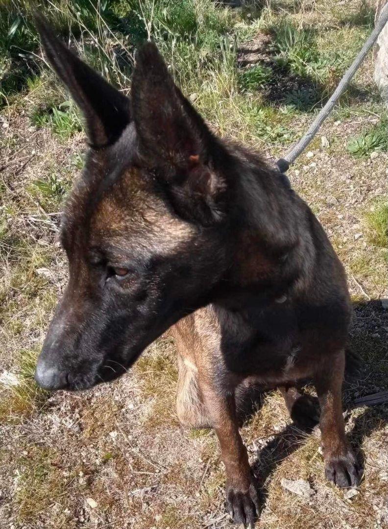 Enlarge Mocha, a Adoptable Belgian Shepherd / Malinois in Agua Dulce, CA image 5/5