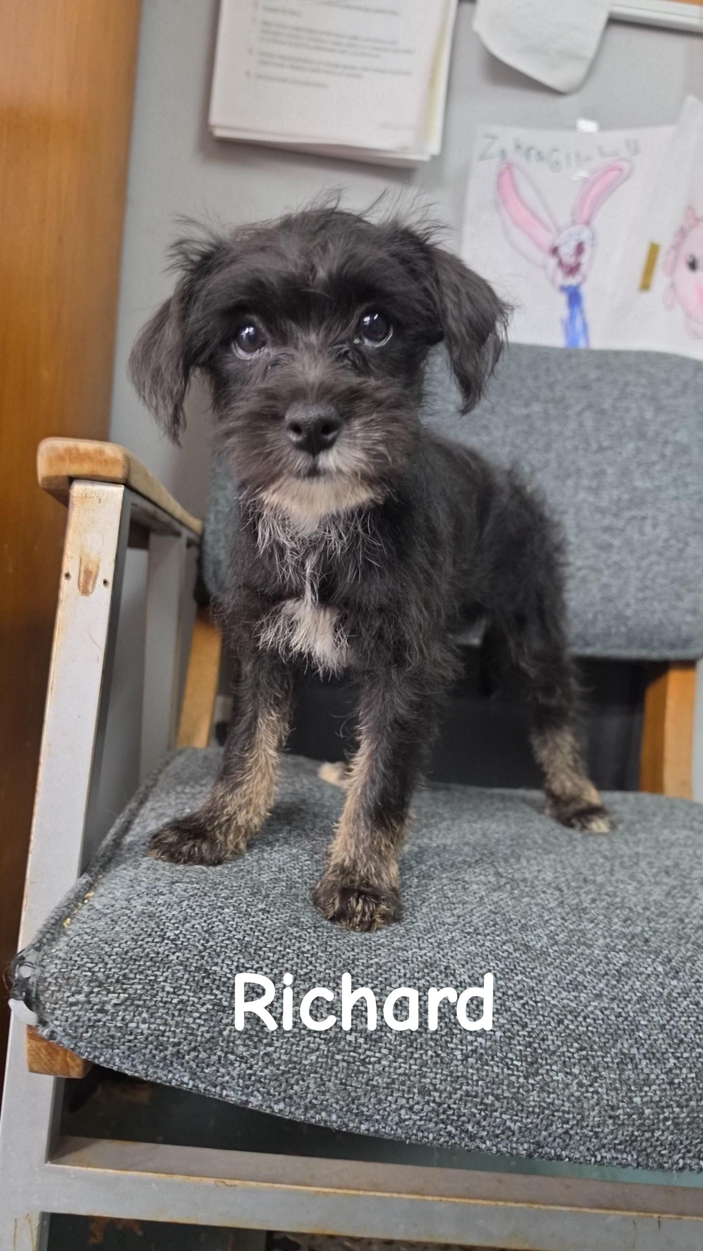 Richard, Adopted, Puppy Male Mixed Breed.