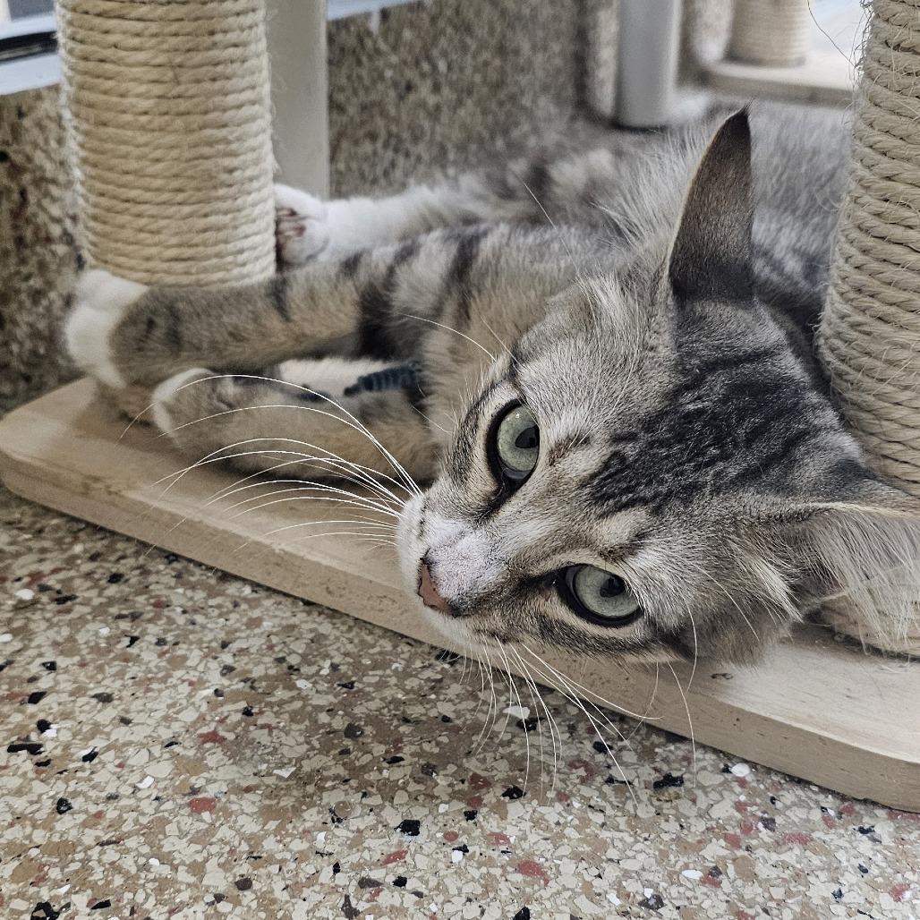 Bennett 9 Zayn, a Adoptable Domestic Medium Hair in Donalsonville, GA image 2/2